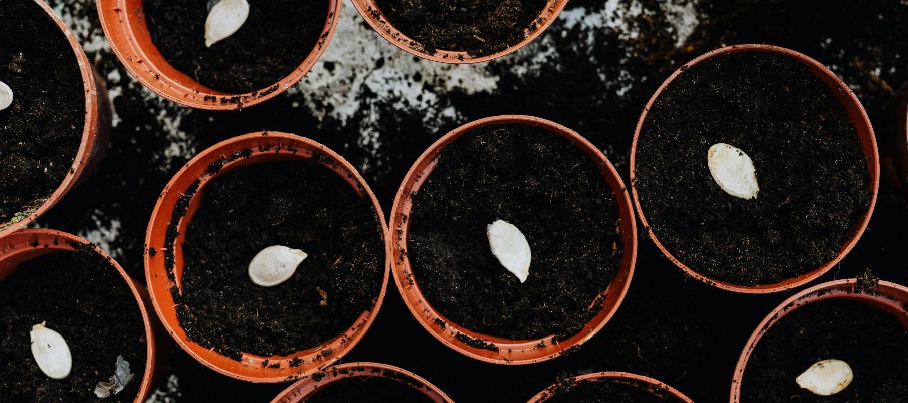 Why To Use Seed-Starting Mix Plus How To Blend Your Own