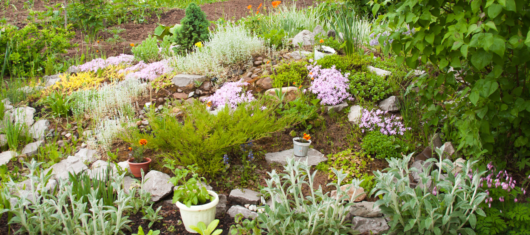 Alternatives To A Traditional Lawn