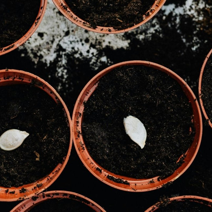 Why To Use Seed-Starting Mix Plus How To Blend Your Own