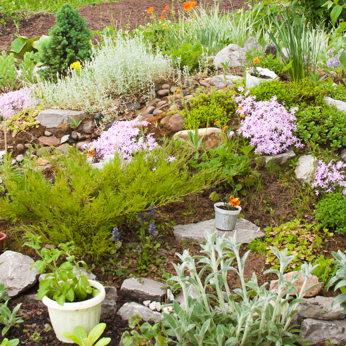 Alternatives To A Traditional Lawn