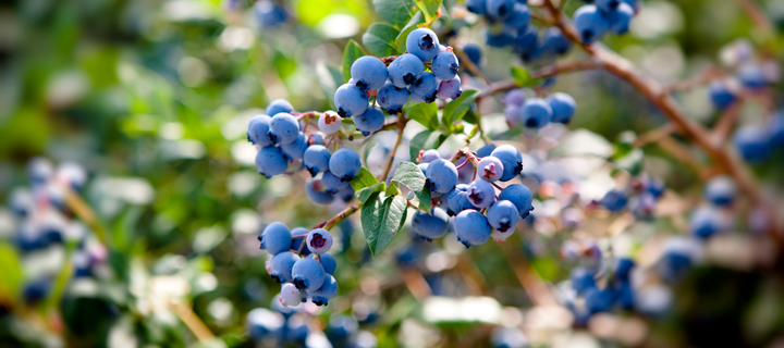 Growing Successful Blueberry Plants