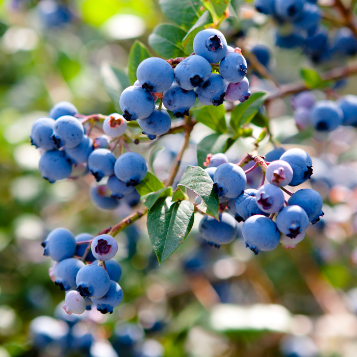 Growing Successful Blueberry Plants