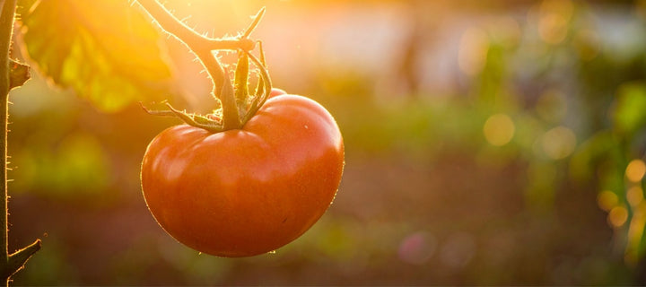 Tips for Success With Heat-Loving Crops in Cool Climates
