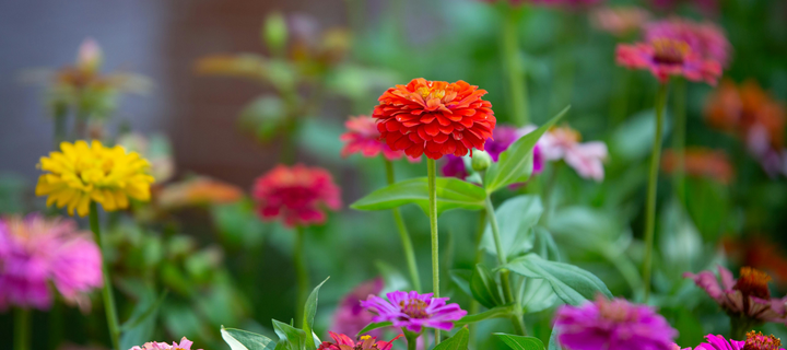 A Beginner's Guide to Starting Flower Seeds Indoors