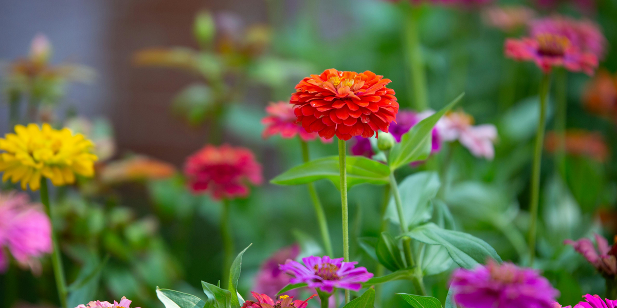 A Beginner's Guide to Starting Flower Seeds Indoors  Seeds 'n Such