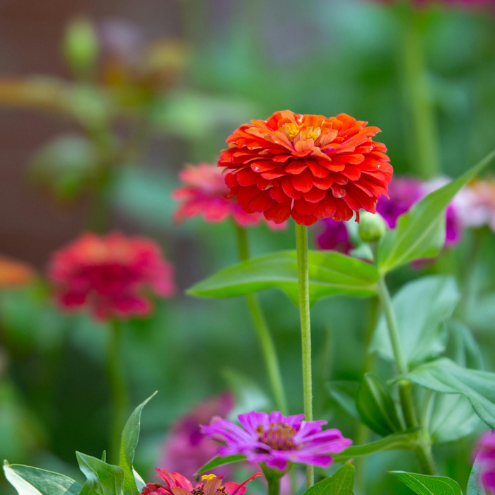 A Beginner's Guide to Starting Flower Seeds Indoors