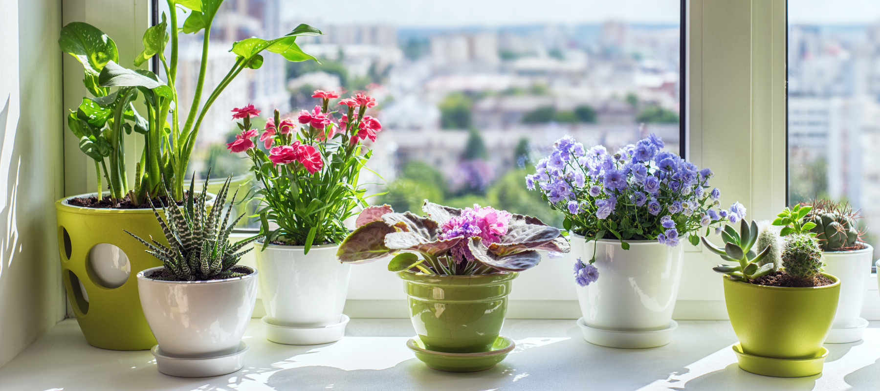 Indoor Plant Lighting Beyond The Basics