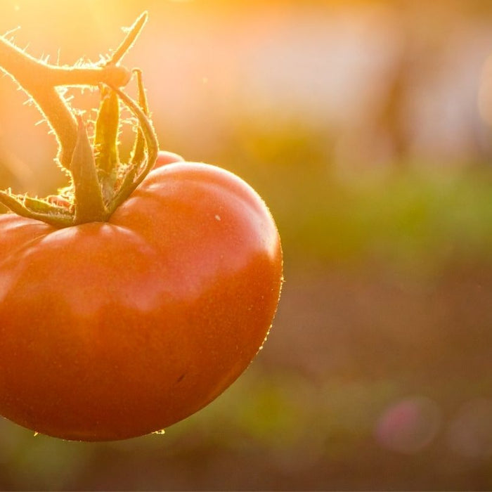 Tips for Success With Heat-Loving Crops in Cool Climates