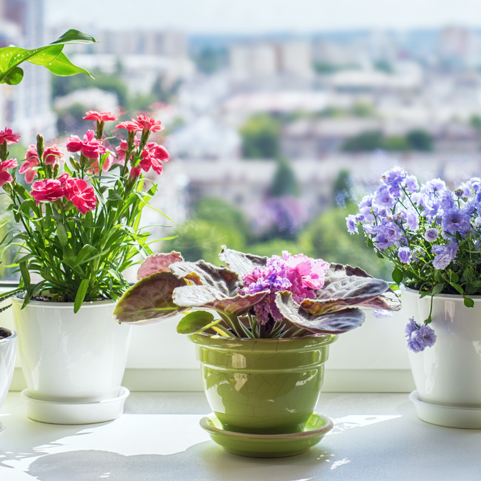Indoor Plant Lighting Beyond The Basics