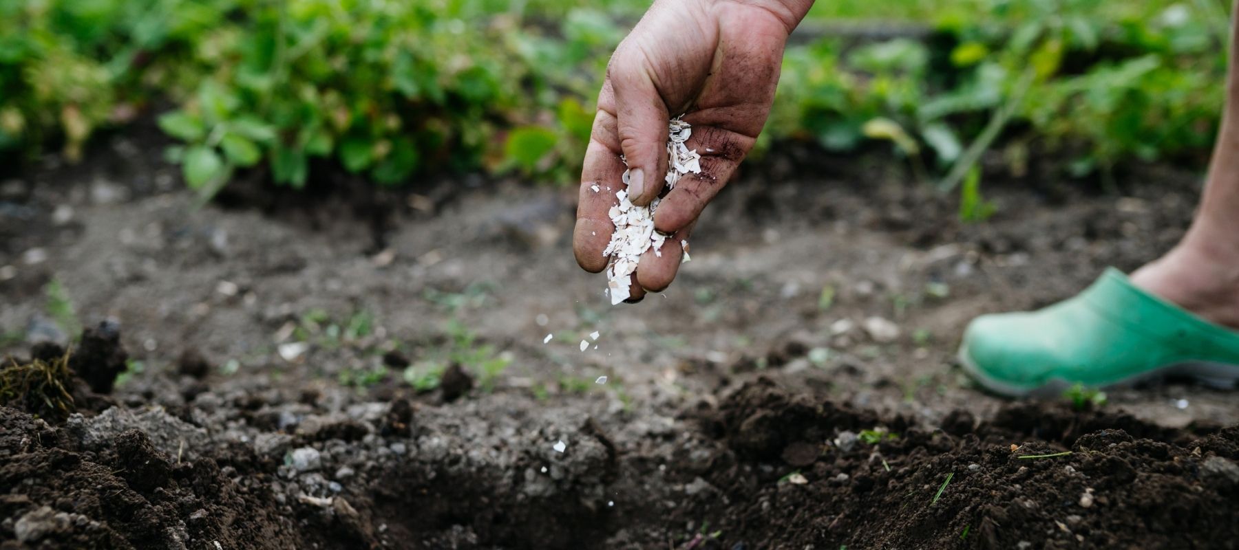 A Dozen Garden Myths Revealed