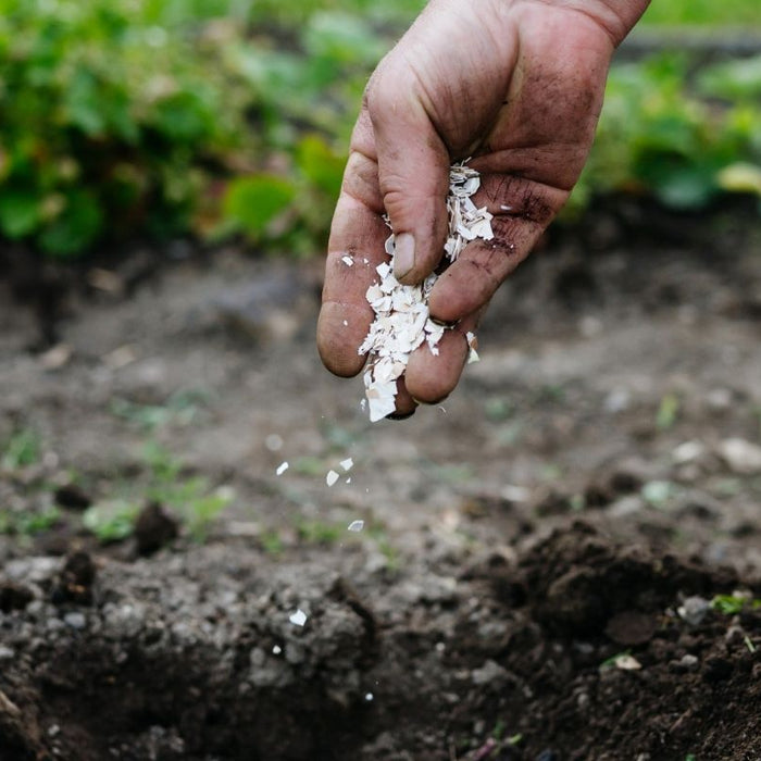A Dozen Garden Myths Revealed