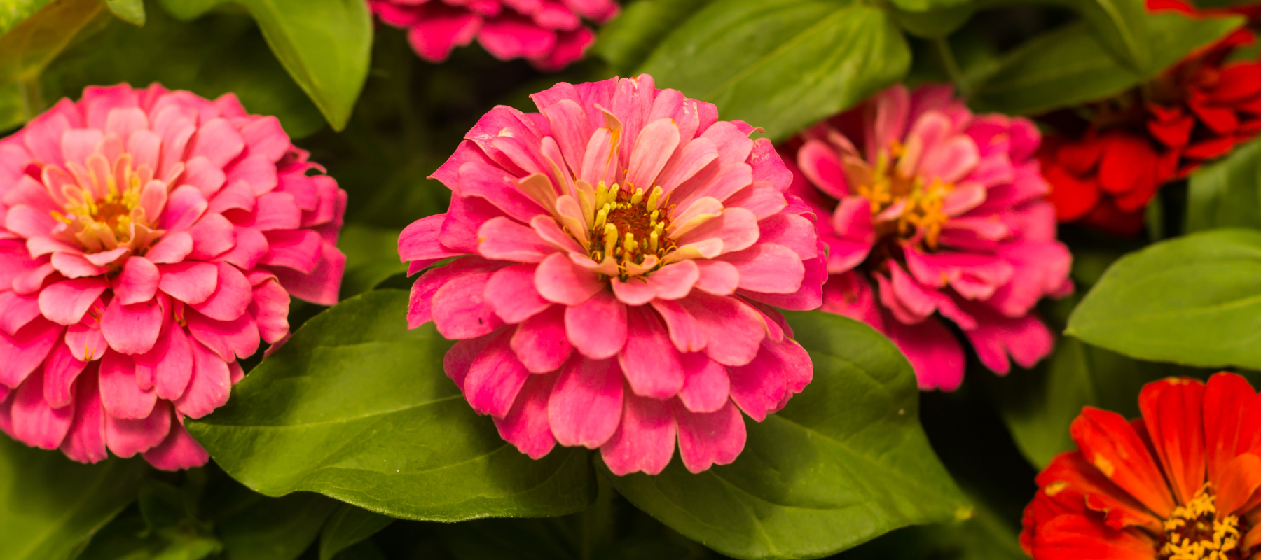 Zinnia