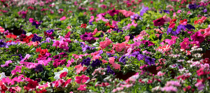 Spring Blooms to Brighten Your Garden After Winter