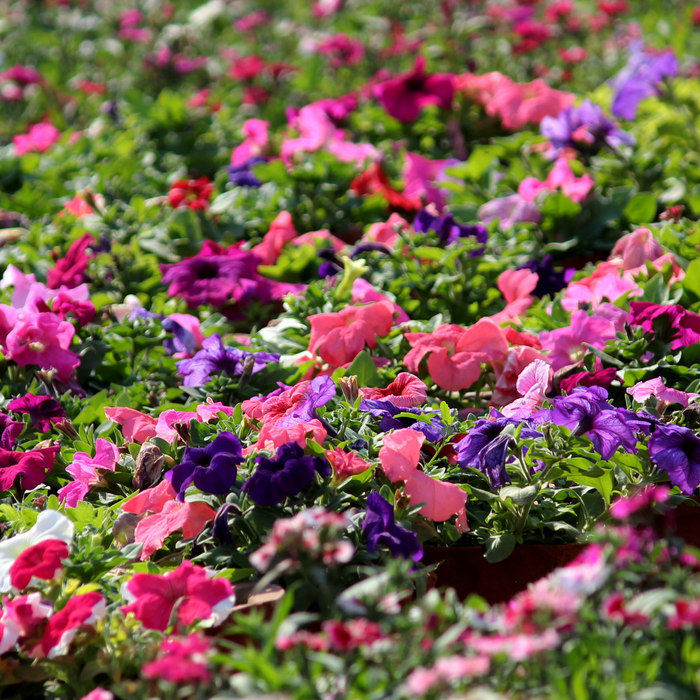 Spring Blooms to Brighten Your Garden After Winter