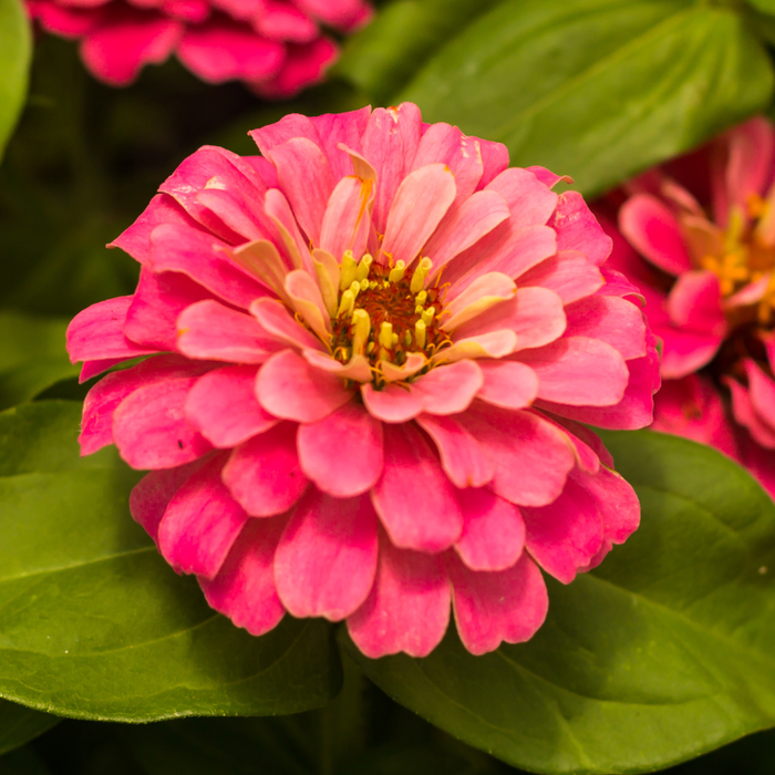 Zinnia