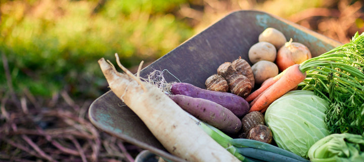 When to Plant a Fall Garden: A Regional Guide for Every USDA Zone