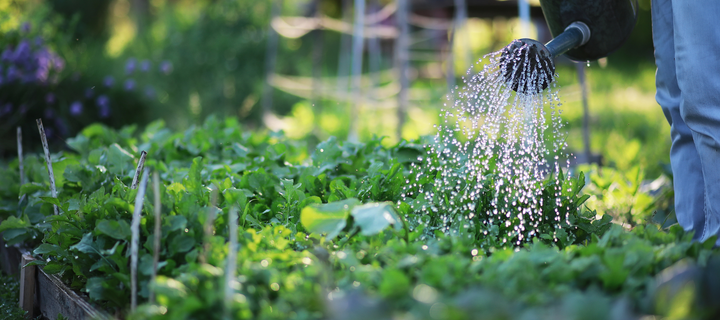 What Gardeners Are Growing Next: 2026 Trends to Know