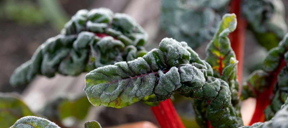 First Frost Prep Guide: What to Do Before Temperatures Drop