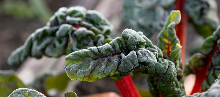 First Frost Prep Guide: What to Do Before Temperatures Drop