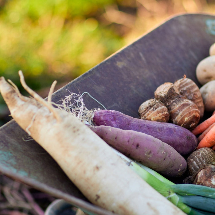When to Plant a Fall Garden: A Regional Guide for Every USDA Zone