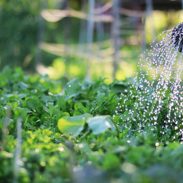 What Gardeners Are Growing Next: 2026 Trends to Know