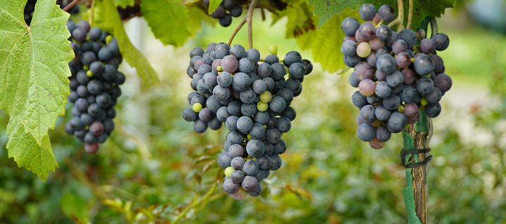 How To Plant and Grow Grapes At Home