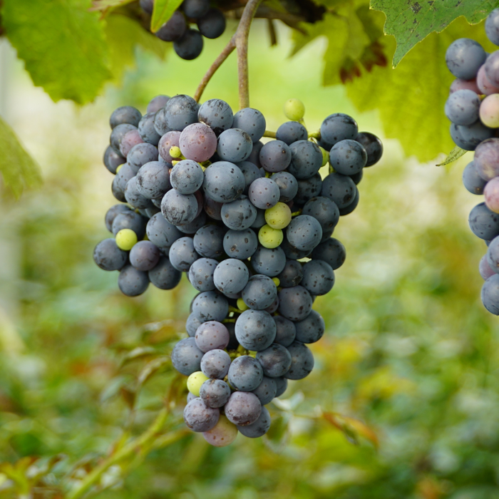How To Plant and Grow Grapes At Home