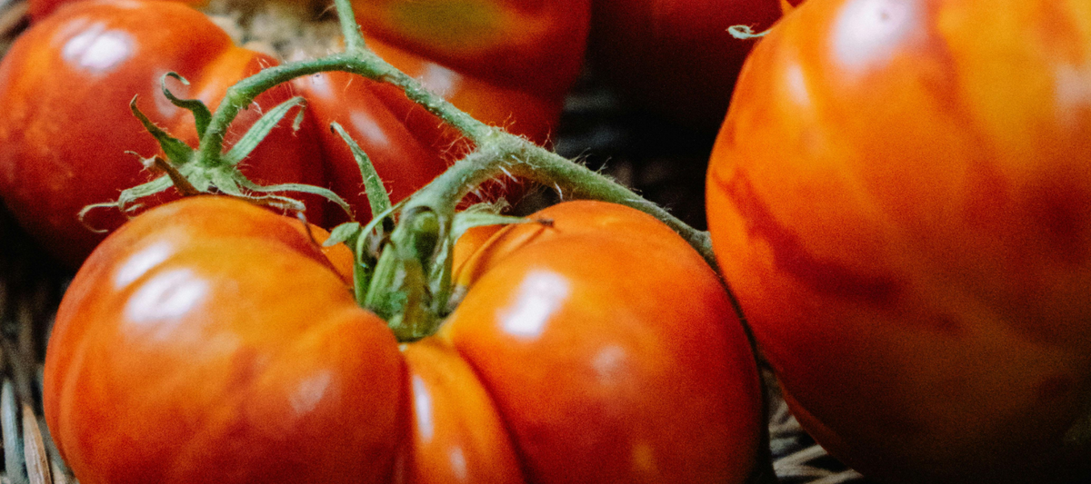 Heirloom vs. Hybrid Vegetable Seeds — Comparison