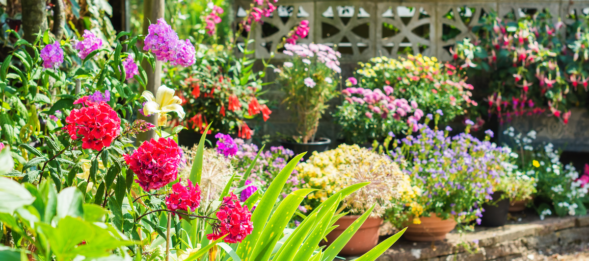 How To Start A Flower Meadow