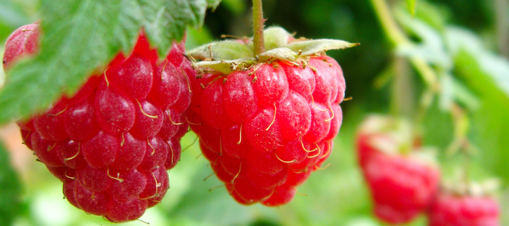 Planting and Growing Raspberries