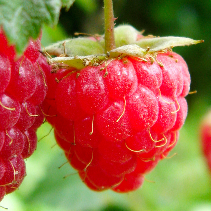 Planting and Growing Raspberries