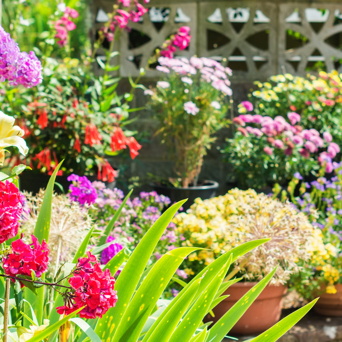 How To Start A Flower Meadow