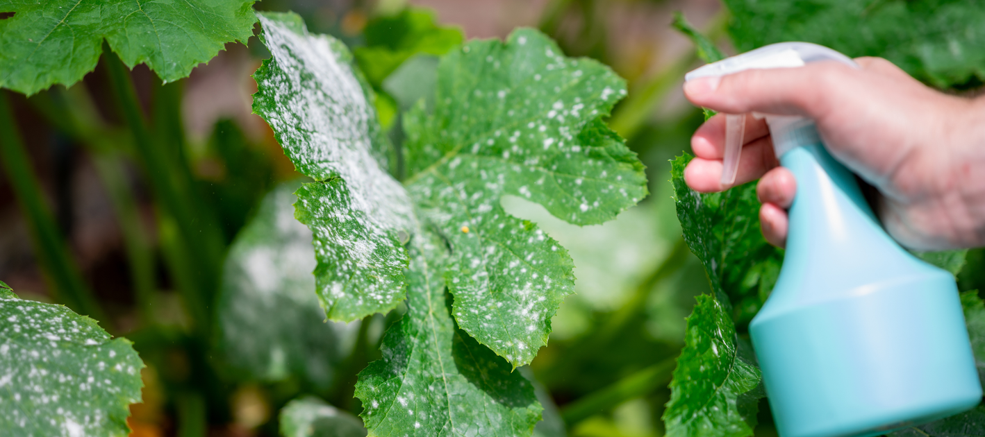 Powdery Mildew On Your Plants? Here’s What To Do — Seeds 'n Such