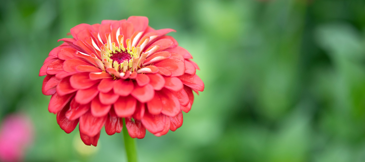 Use Intercropping To Maximize Limited Garden Space