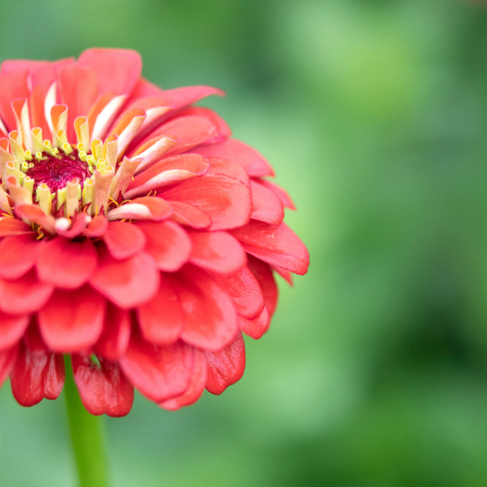 Use Intercropping To Maximize Limited Garden Space