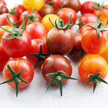 Tomatoes Still “King” of Home Vegetable Garden