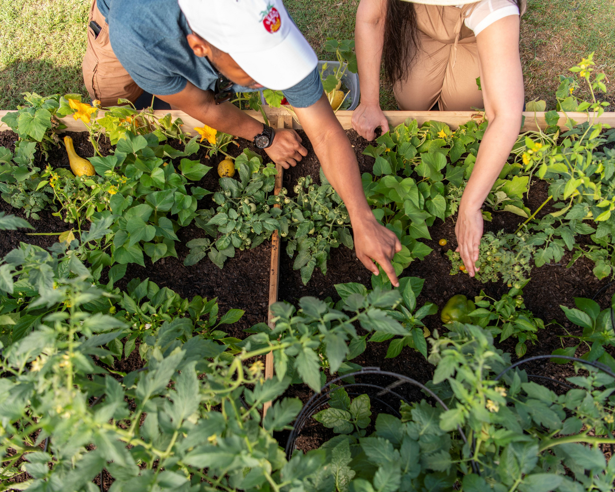 What Is A Potager Garden? — Seeds  display picture 1