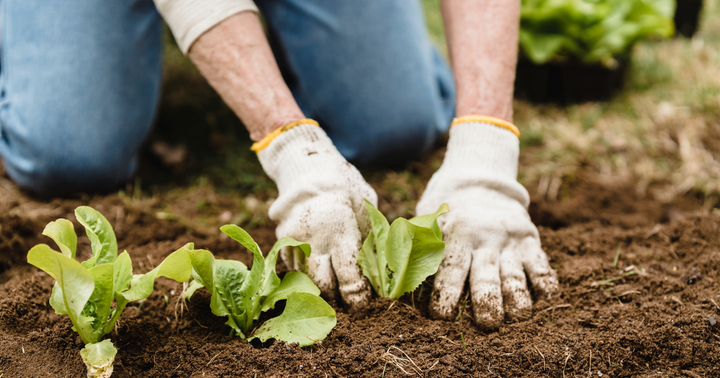 Start these 15 Seeds in August for a Bountiful Fall Harvest