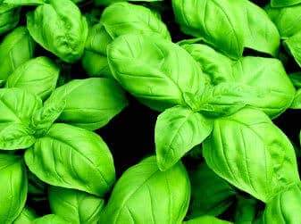 Herbs Featured Among Holiday Traditions