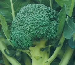 Broccoli and Kale—Green, Cool-Season Superfoods