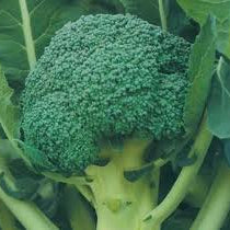 Broccoli and Kale—Green, Cool-Season Superfoods