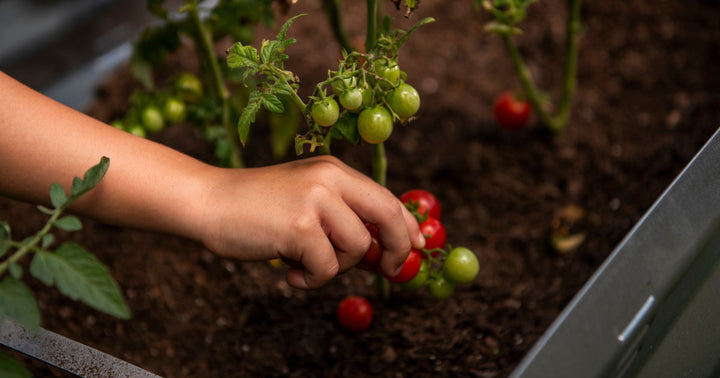 15 of Our Favorite Tomato Seeds (The Best Hybrid and Heirloom Varieties)