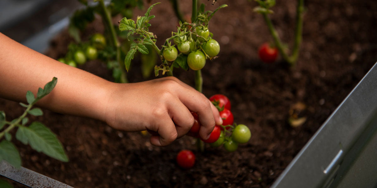 tomato and tobacco crossbreed Hybrid Varieties gold fruits have a sweet Sun Gold Tomato