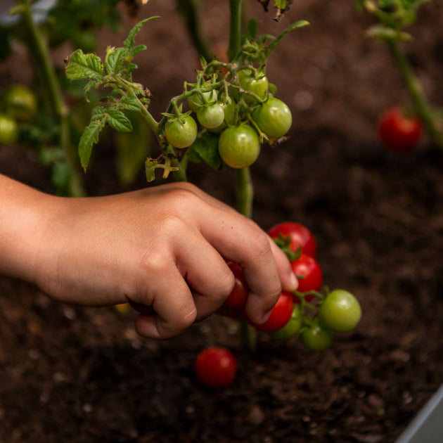 15 of Our Favorite Tomato Seeds (The Best Hybrid and Heirloom Varieties)