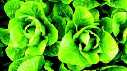Cool-Season Crops Yield At-Home Gourmet Dishes