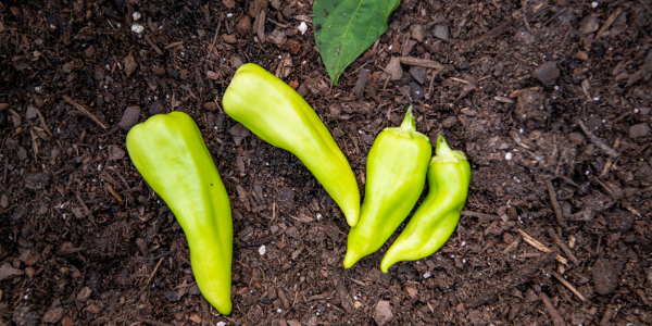 Peppers in a garden