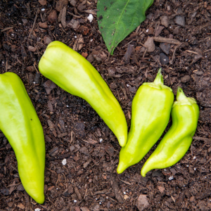 Peppers in a garden