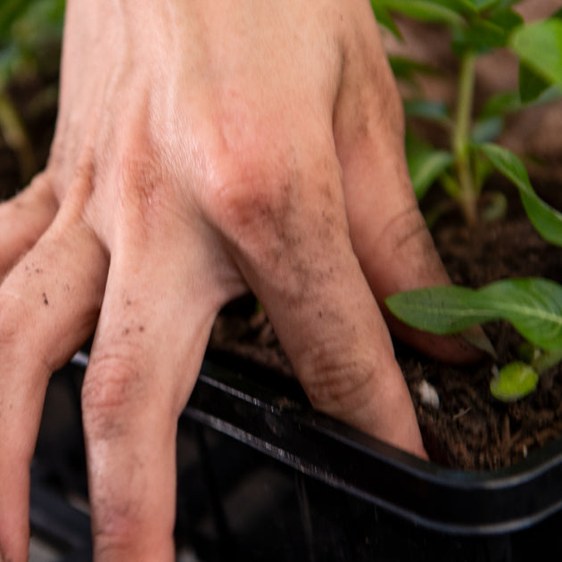 Want Healthier and More Productive Plants? Transition Your Garden to No-Till in 7 Easy Steps