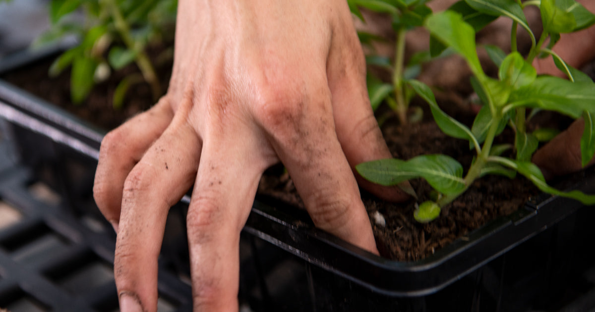 Want Healthier and More Productive Plants? Transition Your Garden to No-Till in 7 Easy Steps