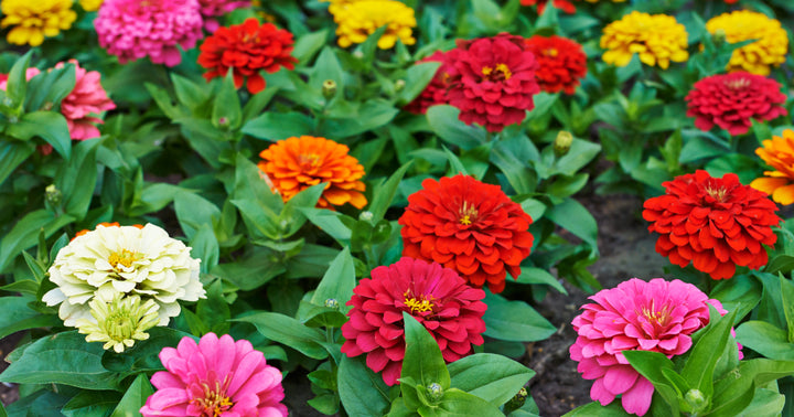 10 Gorgeous Flowers to Attract More Hummingbirds to Your Garden